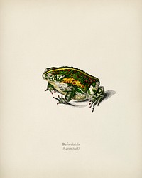 Green toad illustrated by <a href="https://www.rawpixel.com/search/Charles%20Dessalines%20D%27%20Orbigny?&amp;page=1">Charles Dessalines D&#39; Orbigny</a> (1806-1876) Digitally enhanced from our own 1892 edition of Dictionnaire Universel D&#39;histoire Naturelle.