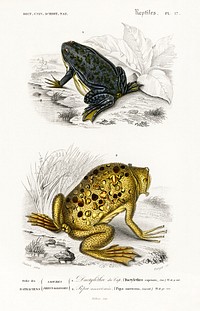 Shrinking frog (Pseudis Merianae) and Surinam toad (Pipa americana) illustrated by Charles Dessalines D' Orbigny (1806-1876). Digitally enhanced from our own 1892 edition of Dictionnaire Universel D'histoire Naturelle.