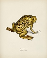 Surinam toad (Pipa americana) illustrated by <a href="https://www.rawpixel.com/search/Charles%20Dessalines%20D%27%20Orbigny?&amp;page=1">Charles Dessalines D&#39; Orbigny</a> (1806-1876). Digitally enhanced from our own 1892 edition of Dictionnaire Universel D&#39;histoire Naturelle.