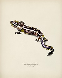 Mudpuppy (Menabranchus lateralis) illustrated by <a href="https://www.rawpixel.com/search/Charles%20Dessalines%20D%27%20Orbigny?&amp;page=1">Charles Dessalines D&#39; Orbigny</a> (1806-1876). Digitally enhanced from our own 1892 edition of Dictionnaire Universel D&#39;histoire Naturelle.