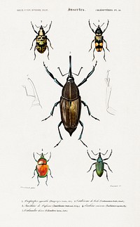 Different types of weevils illustrated by <a href="https://www.rawpixel.com/search/Charles%20Dessalines%20D%27%20Orbigny?sort=curated&amp;page=1">Charles Dessalines D&#39; Orbigny</a> (1806-1876). Digitally enhanced from our own 1892 edition of Dictionnaire Universel D&#39;histoire Naturelle.