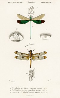 Different types of dragonflies illustrated by <a href="https://www.rawpixel.com/search/Charles%20Dessalines%20D%27%20Orbigny?sort=curated&amp;page=1">Charles Dessalines D&#39; Orbigny</a> (1806-1876). Digitally enhanced from our own 1892 edition of Dictionnaire Universel D&#39;histoire Naturelle.