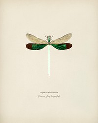 Stream glory (Neurobasis chinensis) illustrated by <a href="https://www.rawpixel.com/search/Charles%20Dessalines%20D%27%20Orbigny?&amp;page=1">Charles Dessalines D&#39; Orbigny</a> (1806-1876). Digitally enhanced from our own 1892 edition of Dictionnaire Universel D&#39;histoire Naturelle.