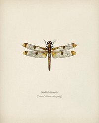Painted skimmer (Libellula Hersilia) illustrated by <a href="https://www.rawpixel.com/search/Charles%20Dessalines%20D%27%20Orbigny?&amp;page=1">Charles Dessalines D&#39; Orbigny</a> (1806-1876). Digitally enhanced from our own 1892 edition of Dictionnaire Universel D&#39;histoire Naturelle.