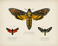 Collection of moths illustrated by <a href="https://www.rawpixel.com/search/Charles%20Dessalines%20D%27%20Orbigny?&amp;page=1">Charles Dessalines D&#39; Orbigny</a> (1806-1876). Digitally enhanced from our own 1892 edition of Dictionnaire Universel D&#39;histoire Naturelle.