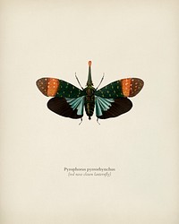 Red nose clown lanternfly (pyrophorus pyrrorhynchus) illustrated by <a href="https://www.rawpixel.com/search/Charles%20Dessalines%20D%27%20Orbigny?&amp;page=1">Charles Dessalines D&#39; Orbigny</a> (1806-1876). Digitally enhanced from our own 1892 edition of Dictionnaire Universel D&#39;histoire Naturelle.