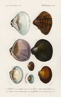 Different types of mollusks illustrated by <a href="https://www.rawpixel.com/search/Charles%20Dessalines%20D%27%20Orbigny?sort=curated&amp;page=1">Charles Dessalines D&#39; Orbigny</a> (1806-1876). Digitally enhanced from our own 1892 edition of Dictionnaire Universel D&#39;histoire Naturelle.
