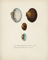 Different types of mollusks illustrated by <a href="https://www.rawpixel.com/search/Charles%20Dessalines%20D%27%20Orbigny?&amp;page=1">Charles Dessalines D&#39; Orbigny</a> (1806-1876). Digitally enhanced from our own 1892 edition of Dictionnaire Universel D&#39;histoire Naturelle.