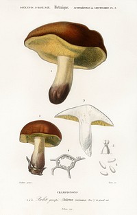 Mushroom (Boletus circinans) illustrated by <a href="https://www.rawpixel.com/search/Charles%20Dessalines%20D%27%20Orbigny?sort=curated&amp;page=1">Charles Dessalines D&#39; Orbigny</a> (1806-1876). Digitally enhanced from our own 1892 edition of Dictionnaire Universel D&#39;histoire Naturelle.