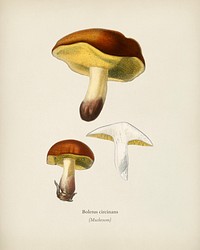 Mushroom (Boletus circinans) illustrated by <a href="https://www.rawpixel.com/search/Charles%20Dessalines%20D%27%20Orbigny?&amp;page=1">Charles Dessalines D&#39; Orbigny</a> (1806-1876). Digitally enhanced from our own 1892 edition of Dictionnaire Universel D&#39;histoire Naturelle.