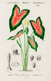 Elephant ear (Caladium bicolor) illustrated by <a href="https://www.rawpixel.com/search/Charles%20Dessalines%20D%27%20Orbigny?sort=curated&amp;page=1">Charles Dessalines D&#39; Orbigny</a> (1806-1876). Digitally enhanced from our own 1892 edition of Dictionnaire Universel D&#39;histoire Naturelle.