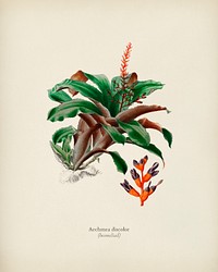 Bromeliad (Aechmea discolor) illustrated by <a href="https://www.rawpixel.com/search/Charles%20Dessalines%20D%27%20Orbigny?&amp;page=1">Charles Dessalines D&#39; Orbigny</a> (1806-1876). Digitally enhanced from our own 1892 edition of Dictionnaire Universel D&#39;histoire Naturelle.