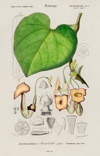 Pipevine (Dutchman&#39;s pipe) illustrated by <a href="https://www.rawpixel.com/search/Charles%20Dessalines%20D%27%20Orbigny?sort=curated&amp;page=1">Charles Dessalines D&#39; Orbigny</a> (1806-1876). Digitally enhanced from our own 1892 edition of Dictionnaire Universel D&#39;histoire Naturelle.