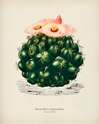 Starry Ball (Mammillaria elephantidens) illustrated by <a href="https://www.rawpixel.com/search/Charles%20Dessalines%20D%27%20Orbigny?&amp;page=1">Charles Dessalines D&#39; Orbigny</a> (1806-1876). Digitally enhanced from our own 1892 edition of Dictionnaire Universel D&#39;histoire Naturelle.