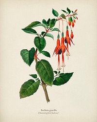 Hummingbird fuchsia (Fuchsia gracilis) illustrated by <a href="https://www.rawpixel.com/search/Charles%20Dessalines%20D%27%20Orbigny?&amp;page=1">Charles Dessalines D&#39; Orbigny</a> (1806-1876). Digitally enhanced from our own 1892 edition of Dictionnaire Universel D&#39;histoire Naturelle.