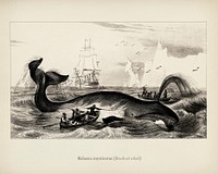 Balaena mysticetus, Bowhead whale, by <a href="https://www.rawpixel.com/search/Charles%20Dessalines%20D%27%20Orbigny?&amp;page=1">Charles Dessalines D&#39; Orbigny</a> (1806-1876). Digitally enhanced from our own 1892 edition of Dictionnaire Universel D&#39;histoire Naturelle.