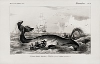 Balaena mysticetus, Bowhead whale, by <a href="https://www.rawpixel.com/search/Charles%20Dessalines%20D%27%20Orbigny?sort=curated&amp;page=1">Charles Dessalines D&#39; Orbigny</a> (1806-1876). Digitally enhanced from our own 1892 edition of Dictionnaire Universel D&#39;histoire Naturelle.