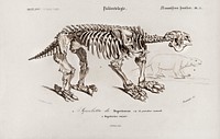 Megatherium illustrated by <a href="https://www.rawpixel.com/search/Charles%20Dessalines%20D%27%20Orbigny?sort=curated&amp;page=1">Charles Dessalines D&#39; Orbigny</a> (1806-1876). Digitally enhanced from our own 1892 edition of Dictionnaire Universel D&#39;histoire Naturelle.