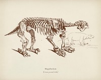 Megatherium illustrated by <a href="https://www.rawpixel.com/search/Charles%20Dessalines%20D%27%20Orbigny?&amp;page=1">Charles Dessalines D&#39; Orbigny</a> (1806-1876). Digitally enhanced from our own 1892 edition of Dictionnaire Universel D&#39;histoire Naturelle.