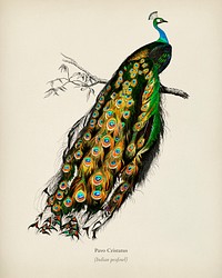 Indian peafowl (Pavo Cristatus) illustrated by <a href="https://www.rawpixel.com/search/Charles%20Dessalines%20D%27%20Orbigny?&amp;page=1">Charles Dessalines D&#39; Orbigny </a>(1806-1876). Digitally enhanced from our own 1892 edition of Dictionnaire Universel D&#39;histoire Naturelle.