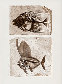 Ray-finned fish (Acanthonemus) and Semiophorus illustrated by <a href="https://www.rawpixel.com/search/Charles%20Dessalines%20D%27%20Orbigny?&amp;page=1">Charles Dessalines D&#39; Orbigny</a> (1806-1876). Digitally enhanced from our own 1892 edition of Dictionnaire Universel D&#39;histoire Naturelle.