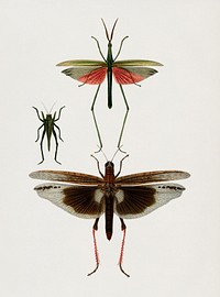 Different types of bugs illustrated by <a href="https://www.rawpixel.com/search/Charles%20Dessalines%20D%27%20Orbigny?&amp;page=1">Charles Dessalines D&#39; Orbigny</a> (1806-1876).Digitally enhanced from our own 1892 edition of Dictionnaire Universel D&#39;histoire Naturelle.