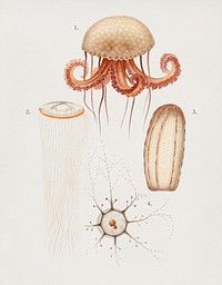 Different types of marine life illustrated by Charles Dessalines D' Orbigny (1806-1876). Digitally enhanced from our own 1892 edition of Dictionnaire Universel D'histoire Naturelle.