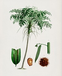 Trichipteris excelsa illustrated by <a href="https://www.rawpixel.com/search/Charles%20Dessalines%20D%27%20Orbigny?&amp;page=1">Charles Dessalines D&#39; Orbigny</a> (1806-1876). Digitally enhanced from our own 1892 edition of Dictionnaire Universel D&#39;histoire Naturelle.