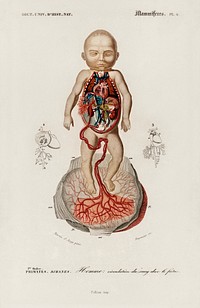 Circulation of the blood In a fetus illustrated by <a href="https://www.rawpixel.com/search/Charles%20Dessalines%20D%27%20Orbigny?sort=curated&amp;page=1">Charles Dessalines D&#39; Orbigny</a> (1806-1876). Digitally enhanced from our own 1892 edition of Dictionnaire Universel D&#39;histoire Naturelle.