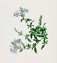 Plumbago Capensis illustrated by Charles Dessalines D' Orbigny (1806-1876). Digitally enhanced from our own 1892 edition of Dictionnaire Universel D'histoire Naturelle.