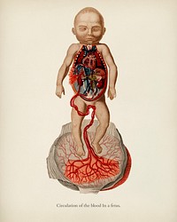 Circulation of the blood In a fetus illustrated by <a href="https://www.rawpixel.com/search/Charles%20Dessalines%20D%27%20Orbigny?&amp;page=1">Charles Dessalines D&#39; Orbigny </a>(1806-1876). Digitally enhanced from our own 1892 edition of Dictionnaire Universel D&#39;histoire Naturelle.