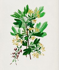 Ribes Aureum illustrated by <a href="https://www.rawpixel.com/search/Charles%20Dessalines%20D%27%20Orbigny?&amp;page=1">Charles Dessalines D&#39; Orbigny </a>(1806-1876). Digitally enhanced from our own 1892 edition of Dictionnaire Universel D&#39;histoire Naturelle.