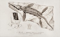 Chthyosaurus illustrated by <a href="https://www.rawpixel.com/search/Charles%20Dessalines%20D%27%20Orbigny?sort=curated&amp;page=1">Charles Dessalines D&#39; Orbigny</a> (1806-1876). Digitally enhanced from our own 1892 edition of Dictionnaire Universel D&#39;histoire Naturelle.