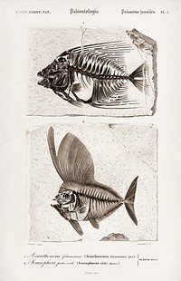 Ray-finned fish (Acanthonemus) and Semiophorus illustrated by Charles Dessalines D' Orbigny (1806-1876). Digitally enhanced from our own 1892 edition of Dictionnaire Universel D'histoire Naturelle.