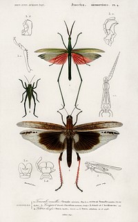Different types of bugs illustrated by <a href="https://www.rawpixel.com/search/Charles%20Dessalines%20D%27%20Orbigny?sort=curated&amp;page=1">Charles Dessalines D&#39; Orbigny</a> (1806-1876).Digitally enhanced from our own 1892 edition of Dictionnaire Universel D&#39;histoire Naturelle.