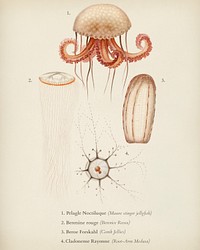 Different types of marine life illustrated by<a href="https://www.rawpixel.com/search/Charles%20Dessalines%20D%27%20Orbigny?&amp;page=1"> Charles Dessalines D&#39; Orbigny</a> (1806-1876). Digitally enhanced from our own 1892 edition of Dictionnaire Universel D&#39;histoire Naturelle.