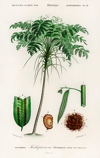 Trichipteris excelsa illustrated by <a href="https://www.rawpixel.com/search/Charles%20Dessalines%20D%27%20Orbigny?sort=curated&amp;page=1">Charles Dessalines D&#39; Orbigny</a> (1806-1876). Digitally enhanced from our own 1892 edition of Dictionnaire Universel D&#39;histoire Naturelle.
