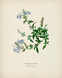 Plumbago Capensis illustrated by <a href="https://www.rawpixel.com/search/Charles%20Dessalines%20D%27%20Orbigny?&amp;page=1">Charles Dessalines D&#39; Orbigny </a>(1806-1876). Digitally enhanced from our own 1892 edition of Dictionnaire Universel D&#39;histoire Naturelle.