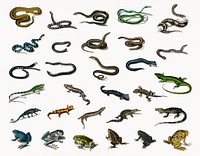 Different types of reptiles illustrated by <a href="https://www.rawpixel.com/search/Charles%20Dessalines%20D%27%20Orbigny?&amp;page=1">Charles Dessalines D&#39; Orbigny </a>(1806-1876). Digitally enhanced from our own 1892 edition of Dictionnaire Universel D&#39;histoire Naturelle.