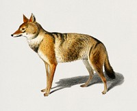Golden Jackal (Canis Aureus) illustrated by Charles Dessalines D' Orbigny (1806-1876). Digitally enhanced from our own 1892 edition of Dictionnaire Universel D'histoire Naturelle.