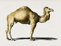 Camel (Camelus) illustrated by <a href="https://www.rawpixel.com/search/Charles%20Dessalines%20D%27%20Orbigny?&amp;page=1">Charles Dessalines D&#39; Orbigny </a>(1806-1876). Digitally enhanced from our own 1892 edition of Dictionnaire Universel D&#39;histoire Naturelle.