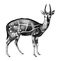 Vintage illustrations of Antilope guib