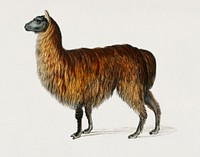 Alpaca (Vicugna Pacos) illustrated by Charles Dessalines D' Orbigny (1806-1876). Digitally enhanced from our own 1892 edition of Dictionnaire Universel D'histoire Naturelle.