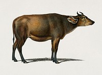 Cow (Bos brachyceros) illustrated by Charles Dessalines D' Orbigny (1806-1876). Digitally enhanced from our own 1892 edition of Dictionnaire Universel D'histoire Naturelle.