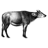 Vintage illustrations of Cow