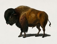 Bison (Bos americanus) illustrated by <a href="https://www.rawpixel.com/search/Charles%20Dessalines%20D%27%20Orbigny?&amp;page=1">Charles Dessalines D&#39; Orbigny </a>(1806-1876). Digitally enhanced from our own 1892 edition of Dictionnaire Universel D&#39;histoire Naturelle.
