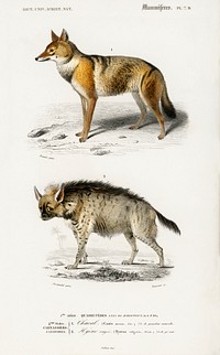 Golden Jackal (Canis Aureus) and Striped hyena (Hyene rayee) illustrated by <a href="https://www.rawpixel.com/search/Charles%20Dessalines%20D%27%20Orbigny?sort=curated&amp;page=1">Charles Dessalines D&#39; Orbigny</a> (1806-1876). Digitally enhanced from our own 1892 edition of Dictionnaire Universel D&#39;histoire Naturelle.