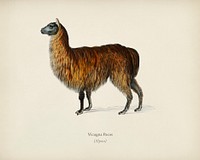 Alpaca (Vicugna Pacos) illustrated by <a href="https://www.rawpixel.com/search/Charles%20Dessalines%20D%27%20Orbigny?&amp;page=1">Charles Dessalines D&#39; Orbigny </a>(1806-1876). Digitally enhanced from our own 1892 edition of Dictionnaire Universel D&#39;histoire Naturelle.