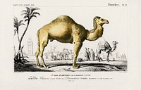 Camel (Camelus) illustrated by <a href="https://www.rawpixel.com/search/Charles%20Dessalines%20D%27%20Orbigny?sort=curated&amp;page=1">Charles Dessalines D&#39; Orbigny</a> (1806-1876). Digitally enhanced from our own 1892 edition of Dictionnaire Universel D&#39;histoire Naturelle.