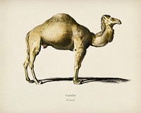 Camel (Camelus) illustrated by <a href="https://www.rawpixel.com/search/Charles%20Dessalines%20D%27%20Orbigny?&amp;page=1">Charles Dessalines D&#39; Orbigny </a>(1806-1876). Digitally enhanced from our own 1892 edition of Dictionnaire Universel D&#39;histoire Naturelle.